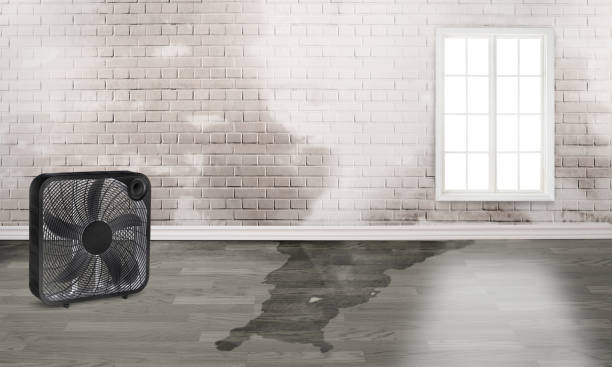 Best Fire Damage Restoration  in Rochester, IL