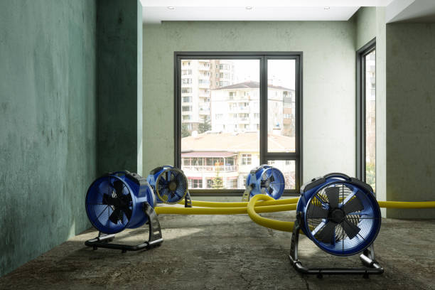 Best Basement water damage restoration  in Rochester, IL